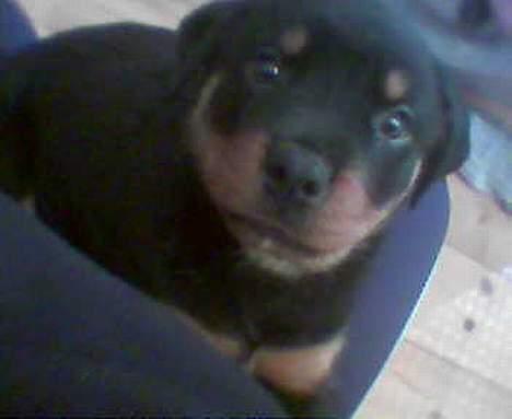 Rottweiler Bailey * R.I.P * - bailey som hvalp.. billede 2