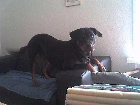 Rottweiler Bailey * R.I.P * billede 3