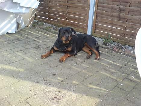 Rottweiler Bailey * R.I.P * billede 4