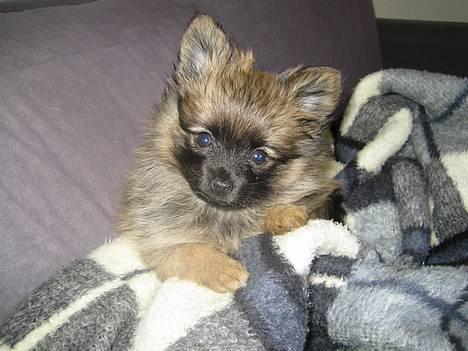 Pomeranian Nala - Hejsa her er jeg 9 uger. billede 1