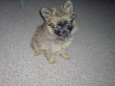 Pomeranian Nala - Det var ikke mig der bed i ledningerne ! billede 2