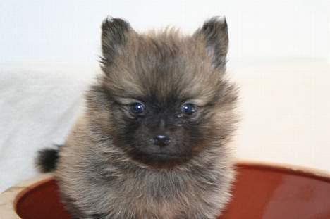 Pomeranian Nala - Her kender jeg endnu ikke mine nye forældre, jeg er kun 6 uger billede 3