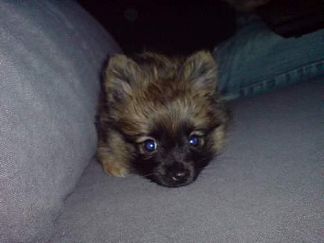 Pomeranian Nala - Her er jeg 9 uger, jeg er syg, da jeg fik en bakterie infektion, så jeg sover ekstra meget hele tiden :( billede 5