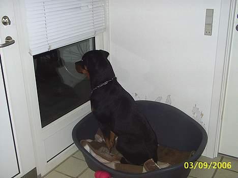 Rottweiler Bailey * R.I.P * billede 6