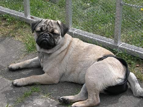 Mops Luna - På vej til drømmeland billede 10