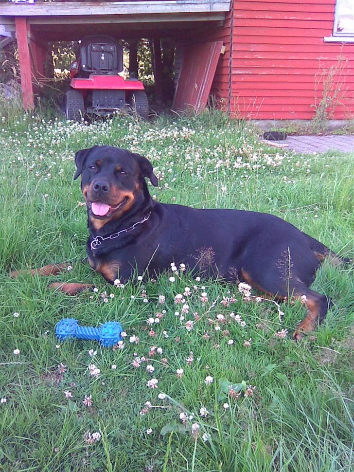 Rottweiler Bailey * R.I.P * billede 7