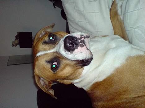 Amerikansk staffordshire terrier Gonzo billede 14