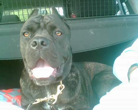 Cane corso xenia - xenia 15 måneder billede 18