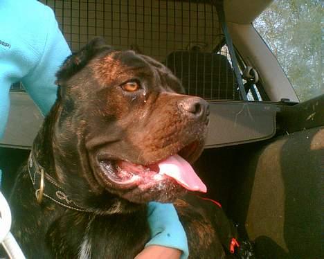 Cane corso xenia - xenia 15 måneder billede 19