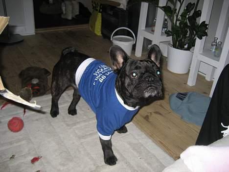 Fransk bulldog BUSTER billede 19