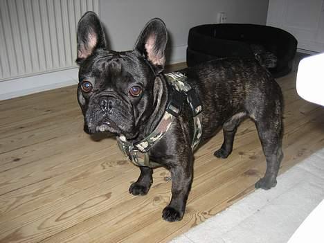 Fransk bulldog BUSTER billede 20