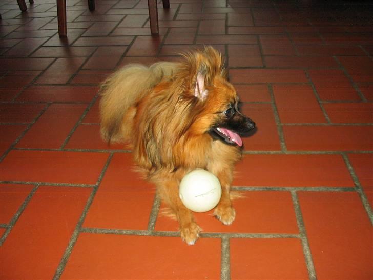 Pomeranian Nala - Jeg skriver lige et brev til mine forældre billede 6