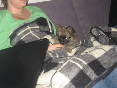 Pomeranian Nala - Jeg putter lidt hos min mor billede 7