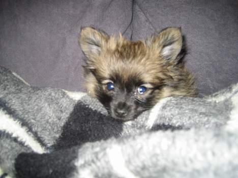 Pomeranian Nala billede 8