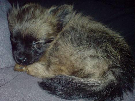 Pomeranian Nala - Her er jeg også syg billede 9