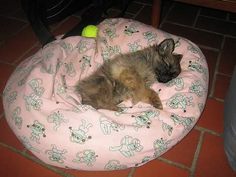 Pomeranian Nala - Her har jeg fundet ud af hvilke vidunder seng en sækkestol er zzz billede 10