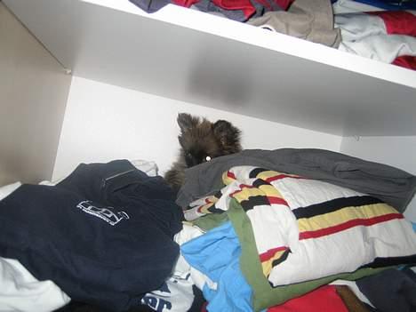 Pomeranian Nala - Nala hvor er du ? (Jeg gemmer mig lige inde i fars tøjskab) billede 11