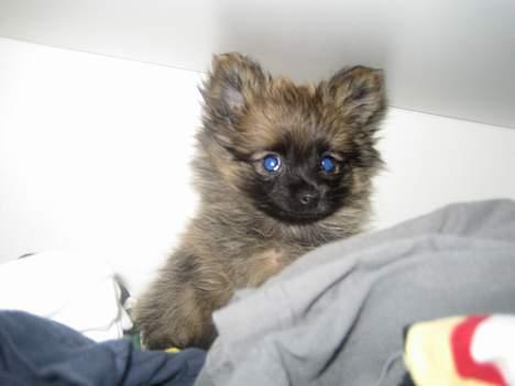 Pomeranian Nala - Kaldte du mor? billede 12