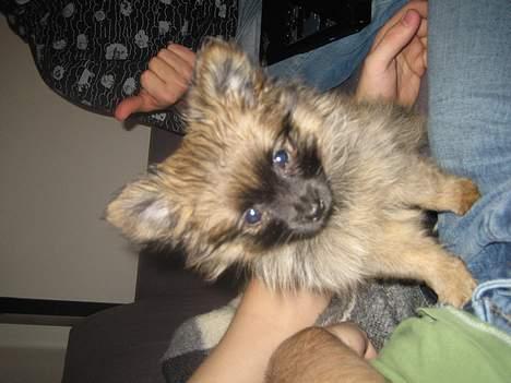 Pomeranian Nala - Hvad laver du mor? billede 13