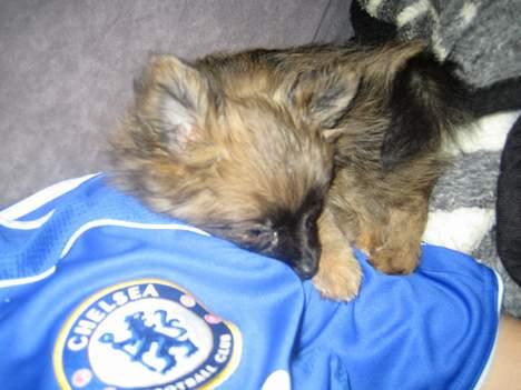 Pomeranian Nala - Det er dejligt at putte op af far, imens han ser fodbold billede 14