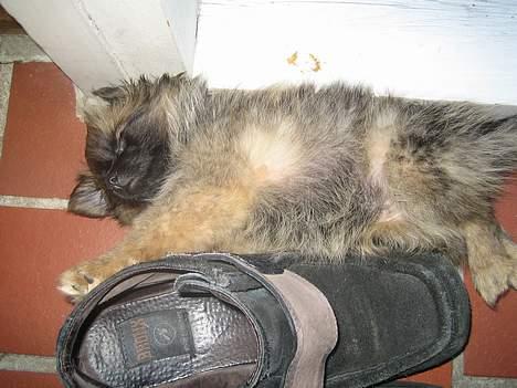 Pomeranian Nala - Farmors sko lugter bare så dejligt, hvor er de dejlige at sove op ad. billede 15