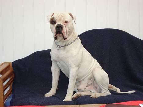 Amerikansk bulldog Østergaard´s Carlos billede 18