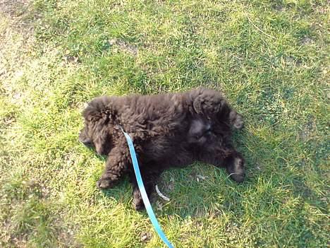 Chow chow Chukie - slapper af billede 2