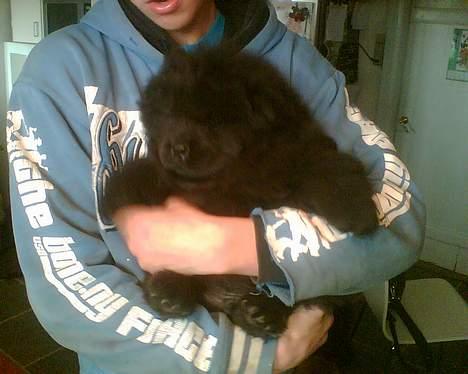 Chow chow Chukie - 7 uger gammel  billede 3