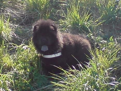 Chow chow Chukie billede 4