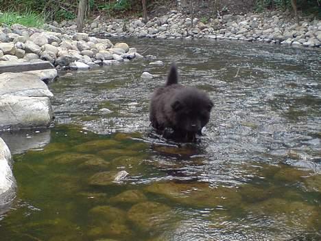 Chow chow Chukie billede 5