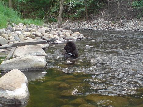 Chow chow Chukie billede 6