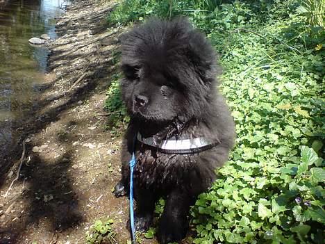 Chow chow Chukie billede 7