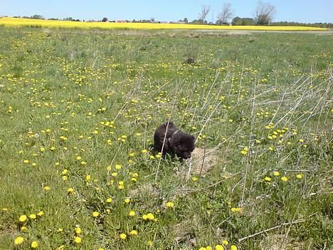 Chow chow Chukie billede 8