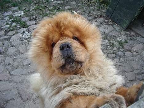 Chow chow Chukie - min far billede 9