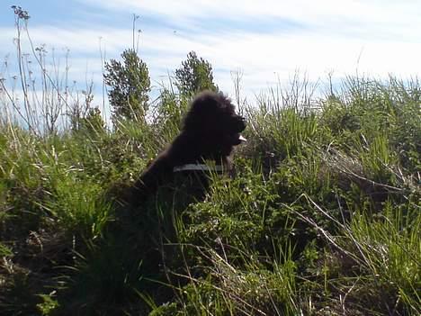 Chow chow Chukie billede 10