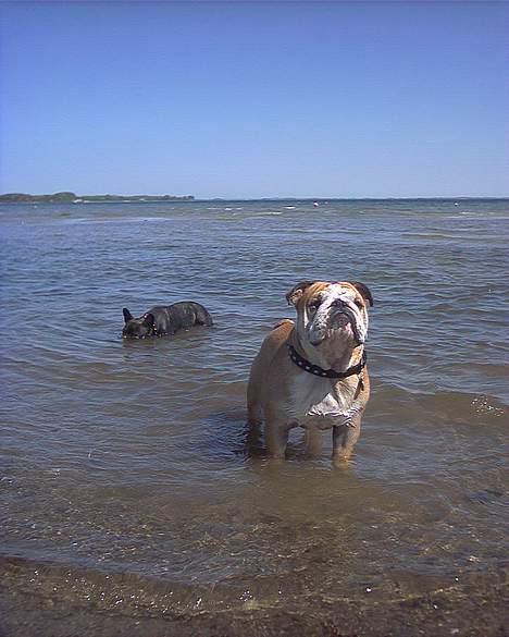 Engelsk bulldog baloo  - Baloo er en rigtig vandhund! her lærer han lillebror at svømme.. billede 17