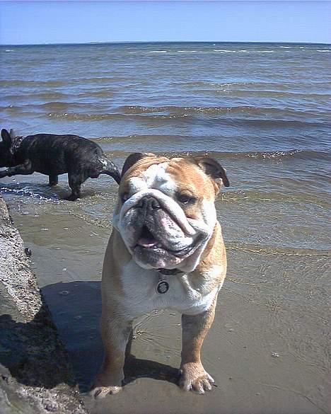 Engelsk bulldog baloo  billede 18