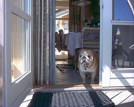Engelsk bulldog baloo  - Synes det er lidt for varmt udenfor.. billede 19