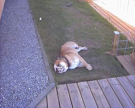 Engelsk bulldog baloo  - Nu er varmen steget mig til hovedet... billede 20