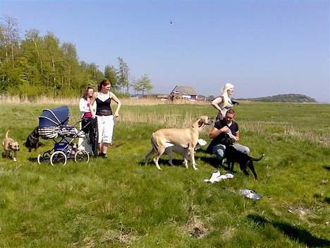 Grand danois Chili R.I.P - har du mad?? billede 5