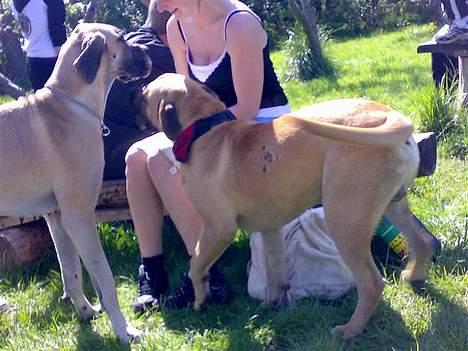 Grand danois Chili R.I.P - chili og koda i horsens billede 6