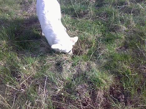 Blanding af racer nikita billede 12