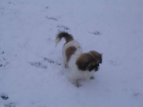 Pekingeser Molly  billede 11