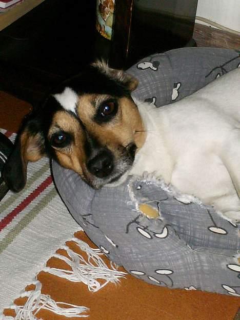 Jack russell terrier Gucci billede 7