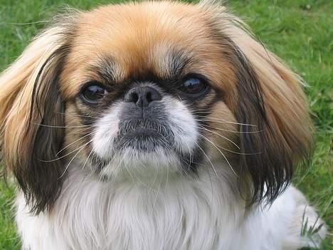 Pekingeser Molly  - ikk tag flere billedere nu  billede 14