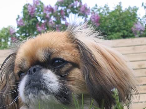 Pekingeser Molly  - jeg er så smuk ja billede 15