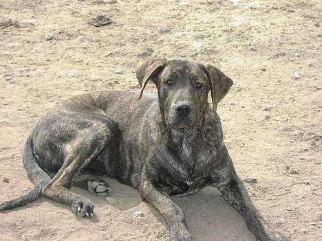 Blanding af racer Monty billede 1