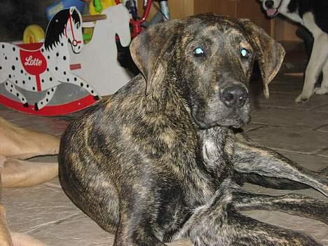 Blanding af racer Monty billede 2