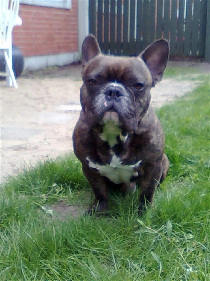 Fransk bulldog Sylvester R.I.P 2011 billede 20