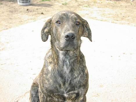 Blanding af racer Monty billede 3